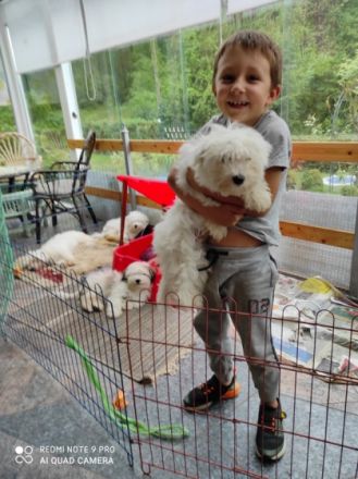 1 Coton de Tulèar Welpe Rüde 9 Monate alt abzugeben