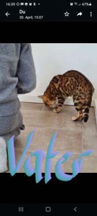 Wunderschöne reinrassige, verspielte, geimpfte,