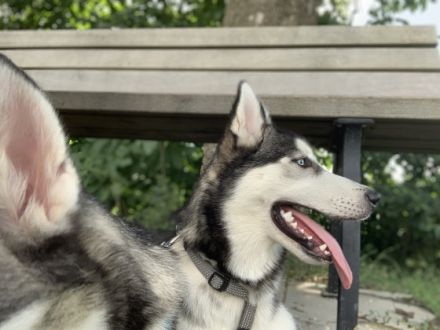 Hallo, verkaufe schweren Herzens aus gesundheitlichen