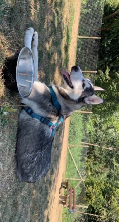 Hallo, verkaufe schweren Herzens aus gesundheitlichen