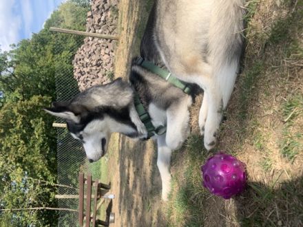 Hallo, verkaufe schweren Herzens aus gesundheitlichen