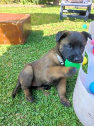 Hallo erstmal Meine X-Herder Hündin und X-Mechelaar