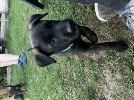 Hallo erstmal Meine X-Herder Hündin und X-Mechelaar