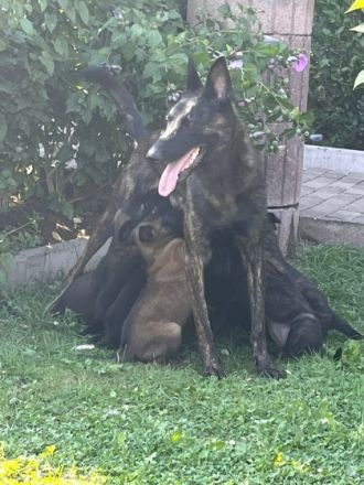 Hallo erstmal Meine X-Herder Hündin und X-Mechelaar