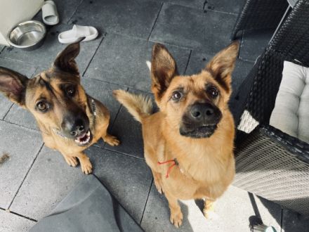 Hallo, mein Name ist Rex. Ich bin bei meiner