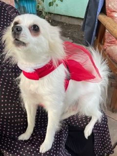 Hallo, Ihr Spitzfreunde, ich bin eine Spitz(en)-Mädel,