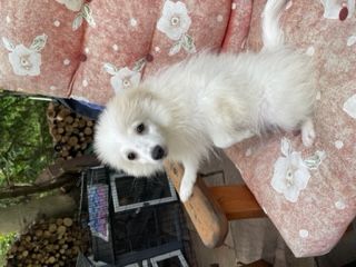 Hallo, Ihr Spitzfreunde, ich bin eine Spitz(en)-Mädel,