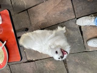 Hallo, Ihr Spitzfreunde, ich bin eine Spitz(en)-Mädel,