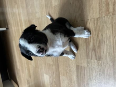 Zweis süße mix welpen von Labrador und Beagle❤️ ♥️Leni