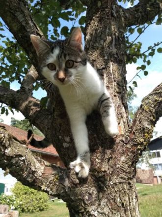 Unsere wunderschöne Filli (Bengalmix - Mutter: