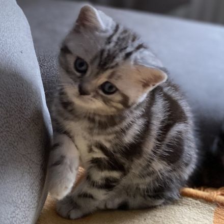 Britisch Kurzhaar Kitten zu verkaufen.... Fünf