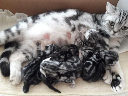 Britisch Kurzhaar Kitten zu verkaufen.... Fünf