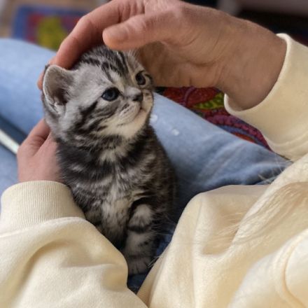 Britisch Kurzhaar Kitten zu verkaufen.... Fünf
