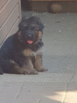 Ich bin Hobby Züchter im Verein für Deutsche