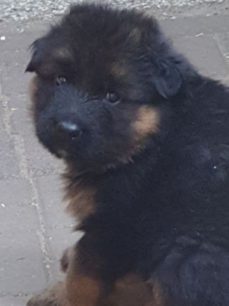 Ich bin Hobby Züchter im Verein für Deutsche