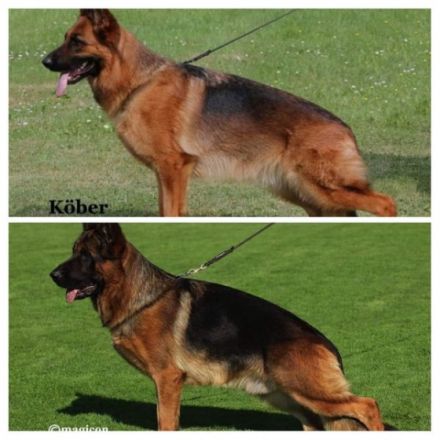 Ich bin Hobby Züchter im Verein für Deutsche