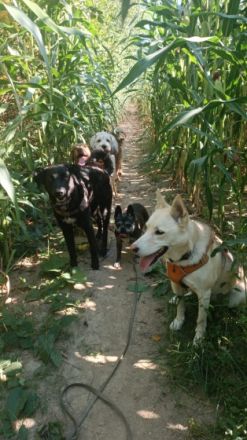 Arturo - Turo, Wir suchen für unsere Arturo (Coated