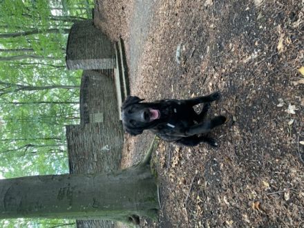 Arturo - Turo, Wir suchen für unsere Arturo (Coated