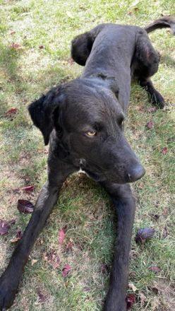 Arturo - Turo, Wir suchen für unsere Arturo (Coated