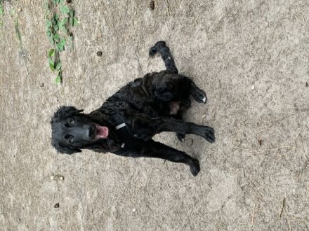 Arturo - Turo, Wir suchen für unsere Arturo (Coated