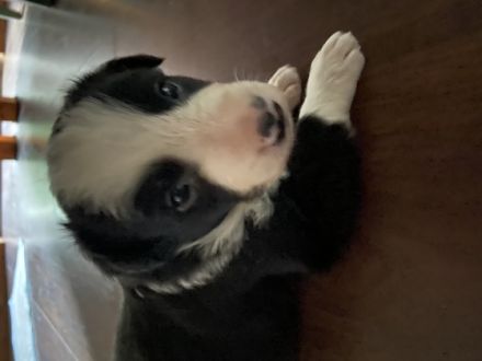 3 unserer Rüden suchen noch eine perfekte und aktive