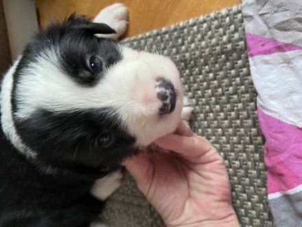 3 unserer Rüden suchen noch eine perfekte und aktive