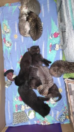 Hallo,unsere beiden Damen haben wunderschöne Kitten zur