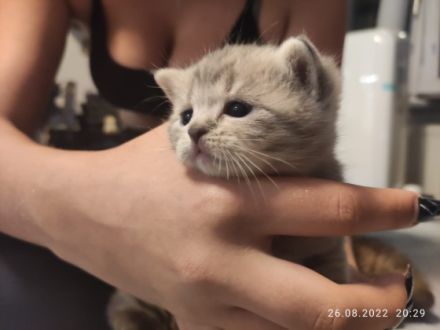 Hallo,unsere beiden Damen haben wunderschöne Kitten zur