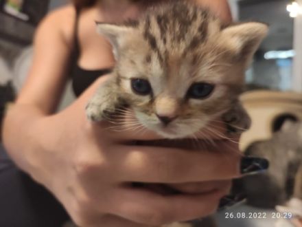 Hallo,unsere beiden Damen haben wunderschöne Kitten zur