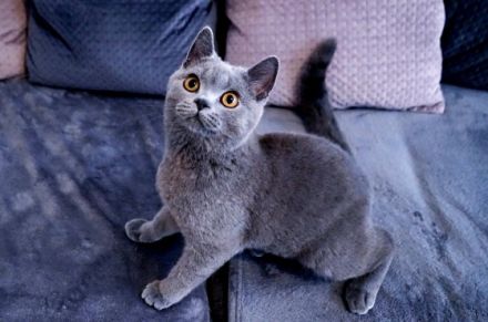 Ab sofort wundervolle Babys in der traumhaften Farbe