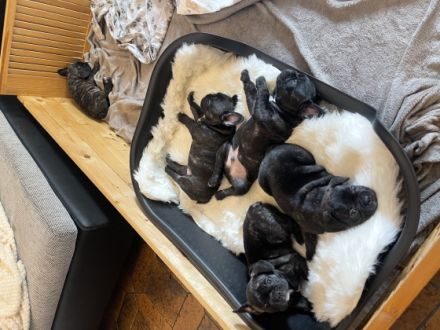 Französische Bulldogge, Welpen