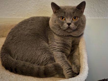 Blue Prince Arthus vom Hallgrund