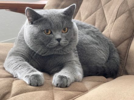 Blue Prince Arthus vom Hallgrund