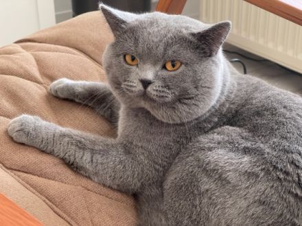 Blue Prince Arthus vom Hallgrund