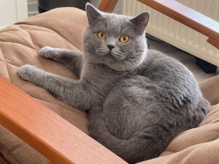 Blue Prince Arthus vom Hallgrund