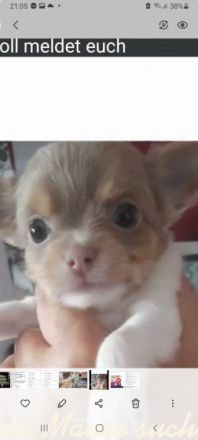 Ich suche für unsere kleine Maus ein schönes zu Hause.