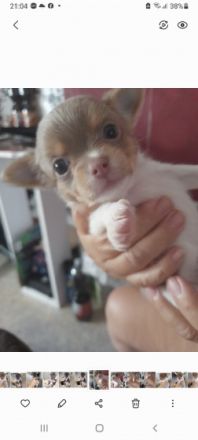 Ich suche für unsere kleine Maus ein schönes zu Hause.