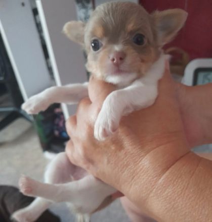 Ich suche für unsere kleine Maus ein schönes zu Hause.