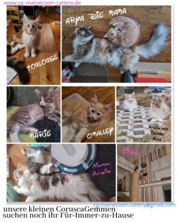 Wir sind eine kleine Hobbyzucht mit