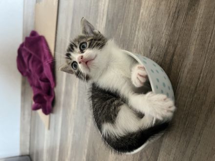 Am 08.07.22 sind die Kitten meiner BKH-Mix Katze Holly