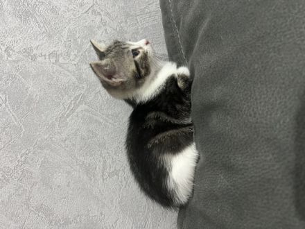 Am 08.07.22 sind die Kitten meiner BKH-Mix Katze Holly