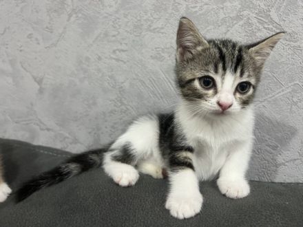 Am 08.07.22 sind die Kitten meiner BKH-Mix Katze Holly