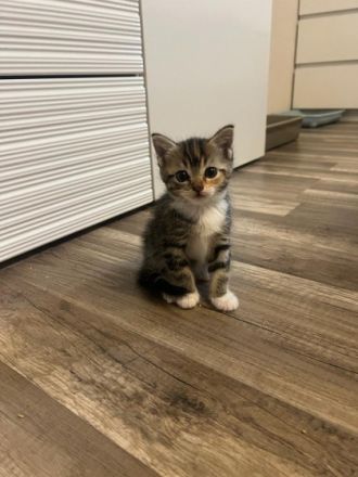 Am 08.07.22 sind die Kitten meiner BKH-Mix Katze Holly