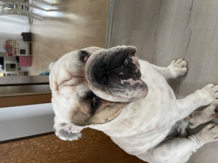 Luke ist ein Rüde - gechipt und geimpft ist sehr