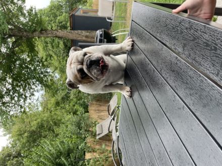 Luke ist ein Rüde - gechipt und geimpft ist sehr