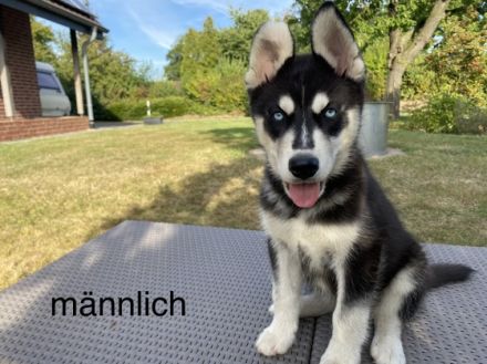 Unsere Husky Hündin Sakura hat am 16.06.2022, 6