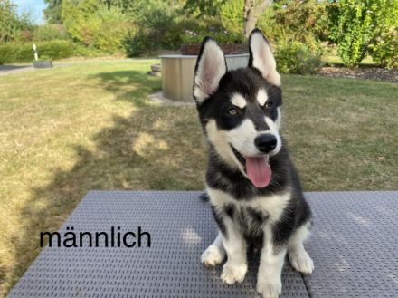 Unsere Husky Hündin Sakura hat am 16.06.2022, 6