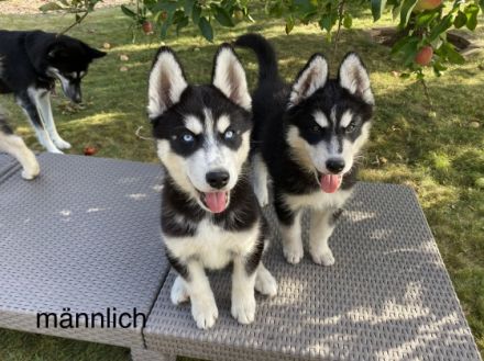 Unsere Husky Hündin Sakura hat am 16.06.2022, 6