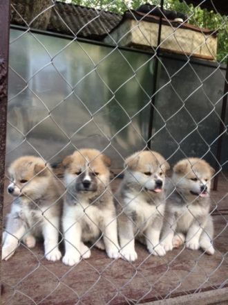Gesunde, kräftige Akita-Inu Welpen sind bereit zu neuen