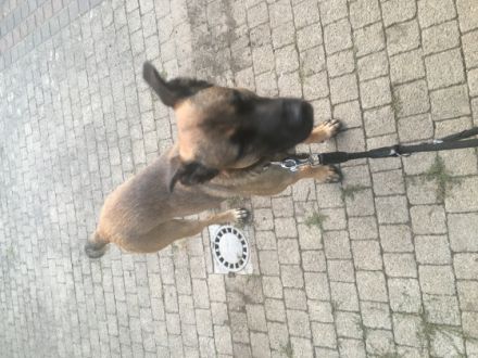 Hallo ich bin Kjartan ein Mali Mix und werde im